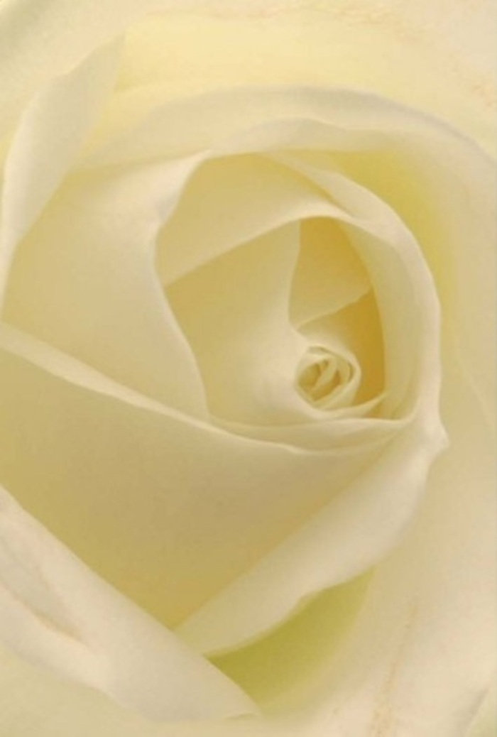 Viewed from up close, this elegant rose reveals layers of satiny white petals, their edges curling inwards in a harmonious spiral beneath ambient, natural light akin to a cloud-bright morning over Grays. Soft gradients of cream and subtle yellow caress each fold, capturing the eye with gentle contrast and a sense of effortless refinement. The bloom's matte, almost creamy surface invites tactile appreciation-like running a finger along silk or new parchment. The composition radiates tranquility and a dignified strength, reflecting the quiet resilience of the Grays community and the moments that call for sympathy or quiet celebration. The barely perceptible fragrance conjures memories of fresh-cut flowers in local homes, their pure liveliness amplified by the careful, precise touch of professional florists. The rose's flawlessness is a tribute to both nature's artistry and the craftsmanship found in Grays, whether gifted along Derby Road or incorporated into an anniversary bouquet. This flower isn't merely seen but deeply felt-a symbol of enduring affection and considered beauty for every cherished connection in town.